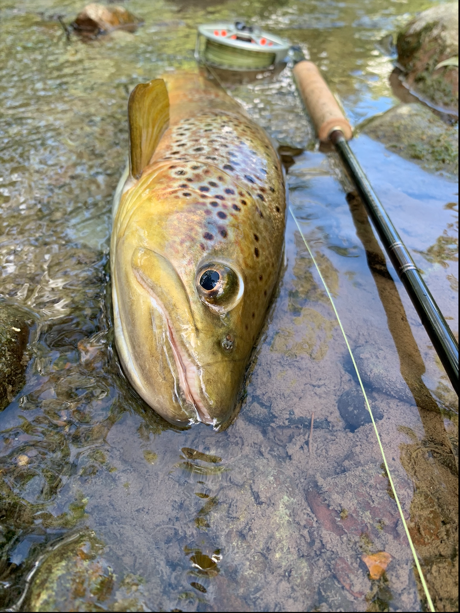 Go To Tactics And Rigs For Fall Trout