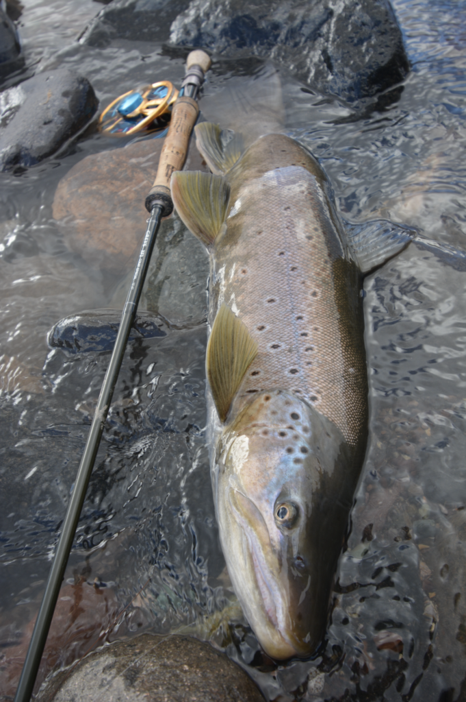 A large brown trout lying in the water