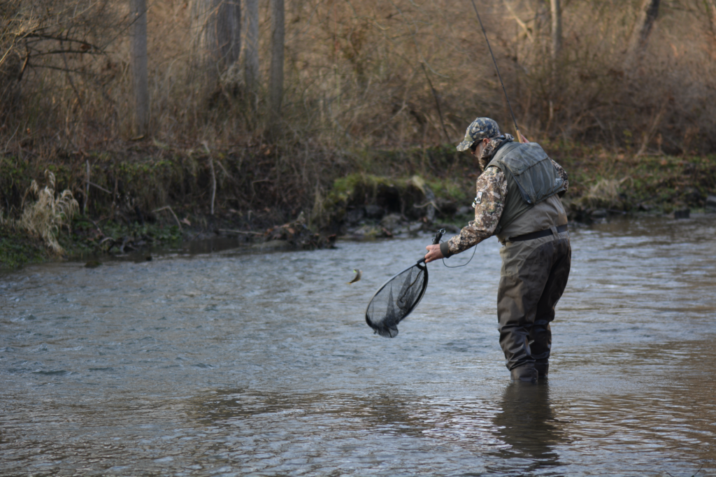 An angler nets a fish out of mid air during a winter fly fishing competition.