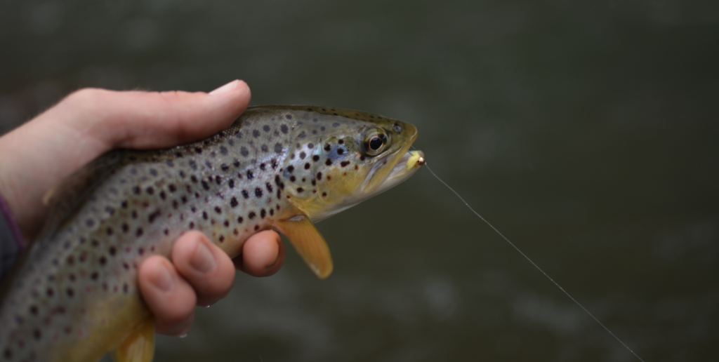 A wild brown trout with an egg fly in its mouth.