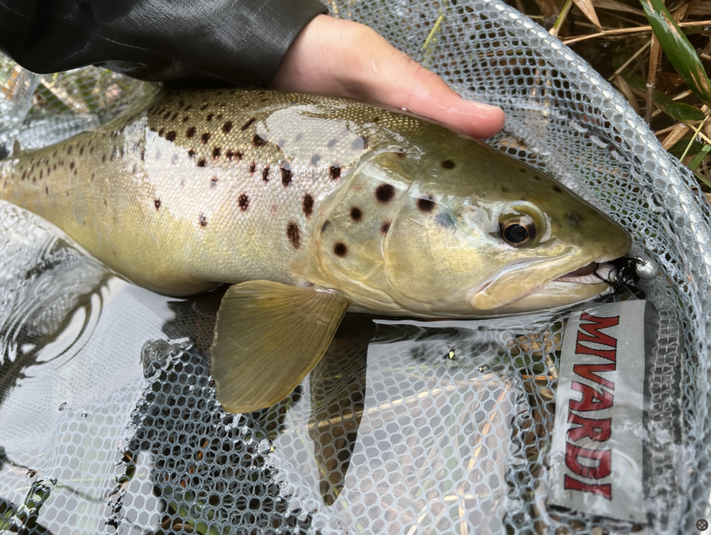 A large trout with a streamer in its mouth